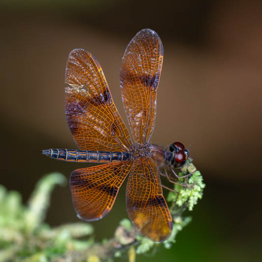 Perithemis undescribed (Dancing Amberwing) male-5.jpg